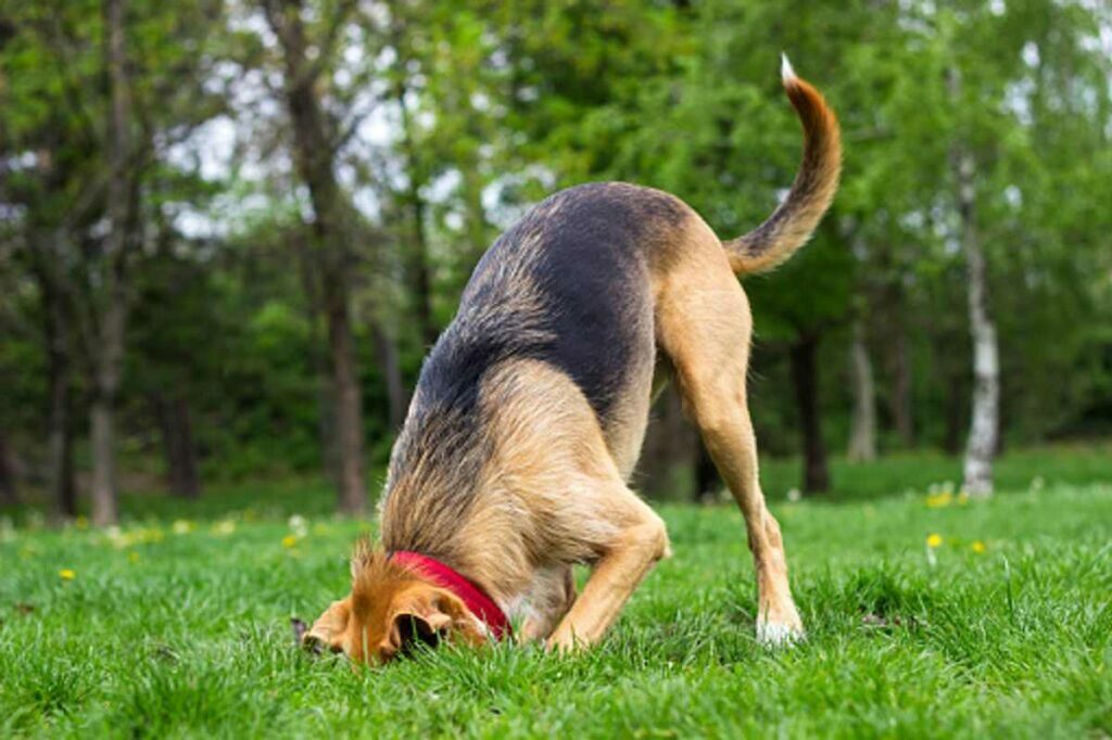 How to Stop Your Dog From Digging