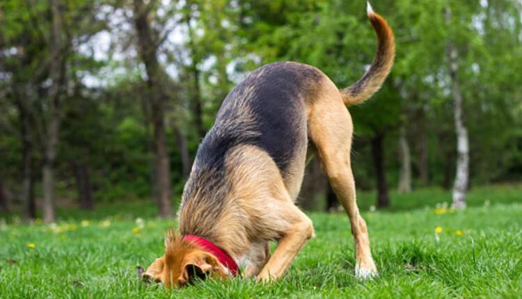 How to Stop Your Dog From Digging