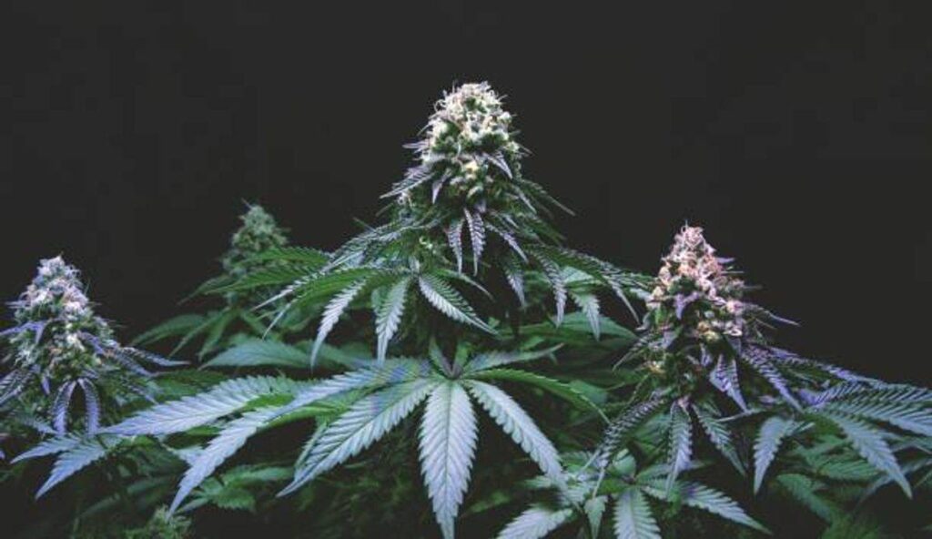 order marijuana online