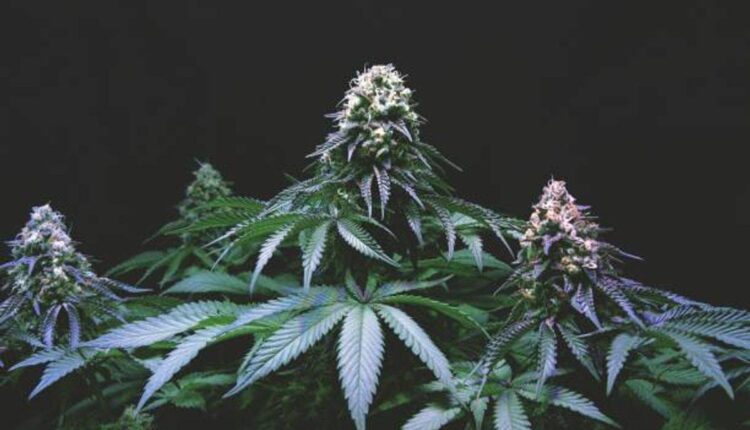 order marijuana online