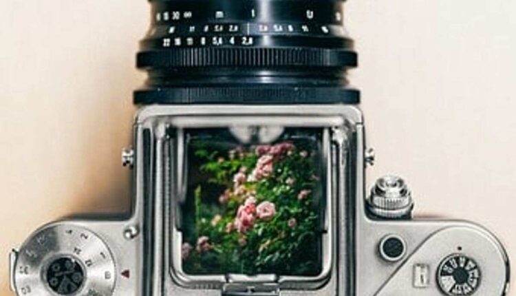 wildlife camera