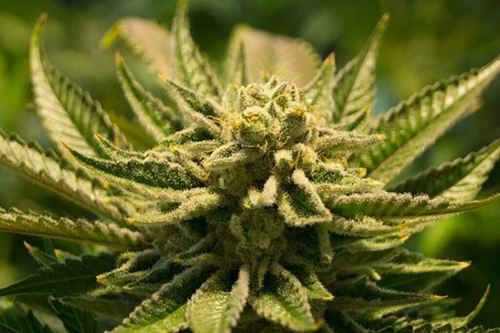 buy weed online uk