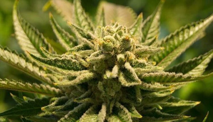 buy weed online uk