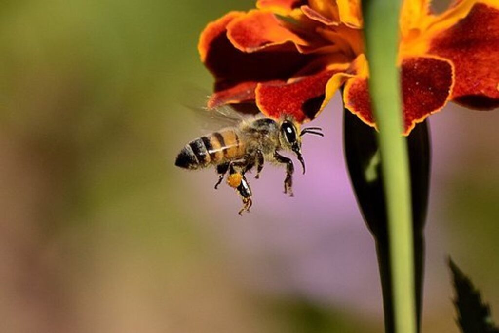 How to Gather Honey Instead of Bee Stings
