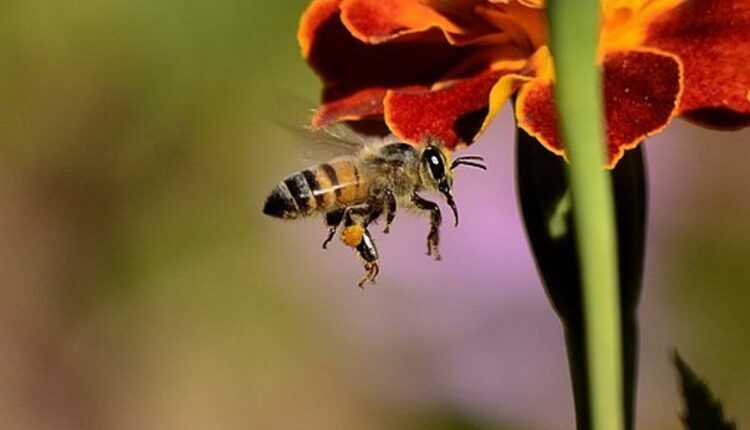 How to Gather Honey Instead of Bee Stings