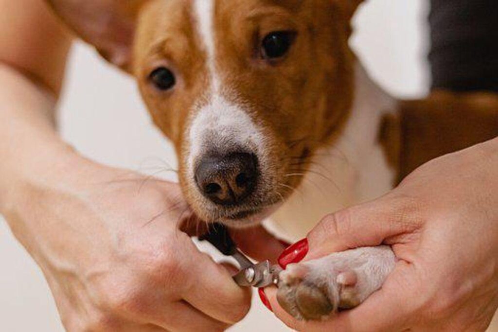 How To Cut A Dog's Nails
