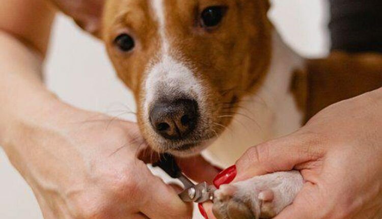 How To Cut A Dog's Nails