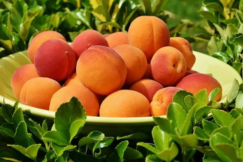 Eating Organic