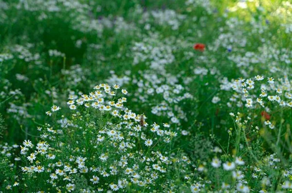 How to Grow Wildflowers