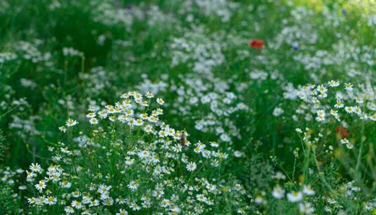 How to Grow Wildflowers