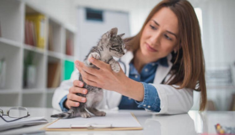 Spot Pet Insurance Reviews