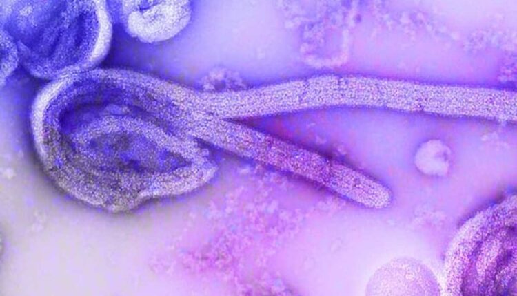ebola
