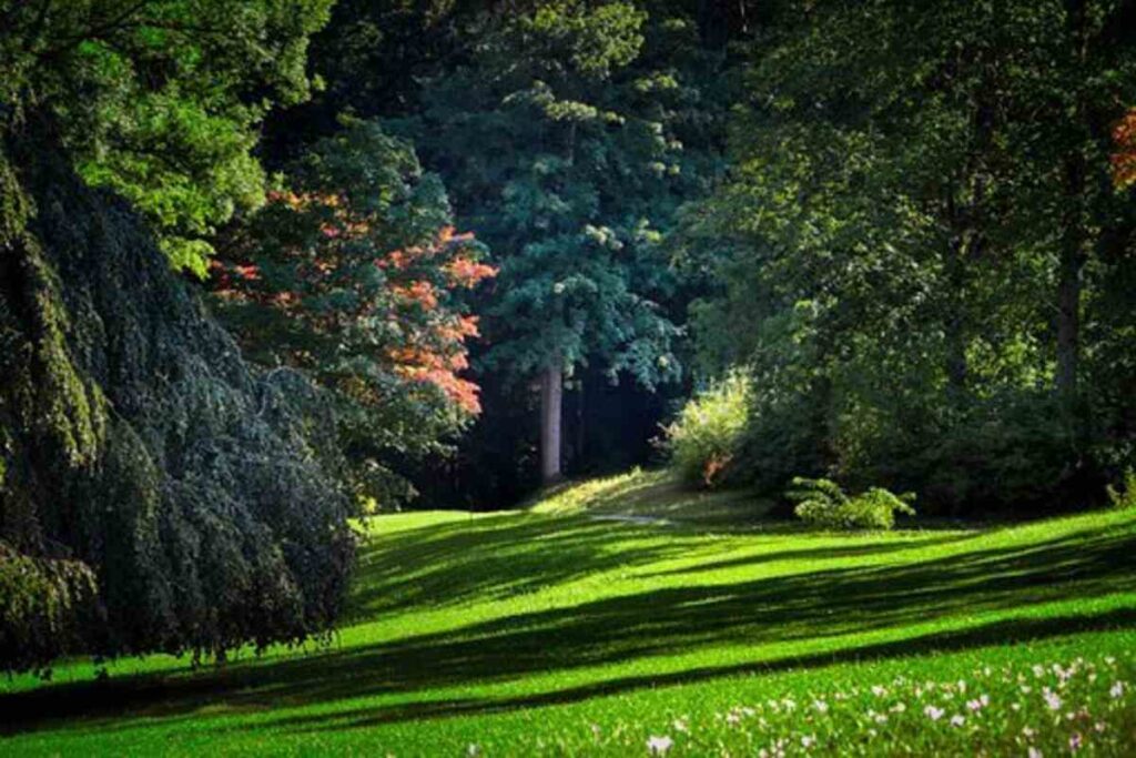 forest glade gardens