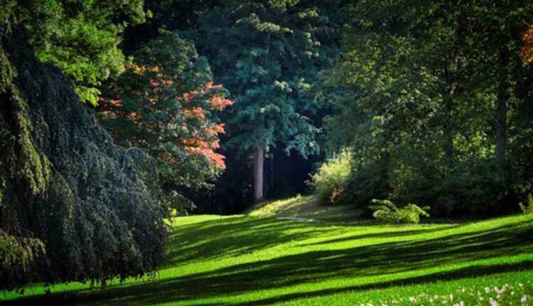 forest glade gardens