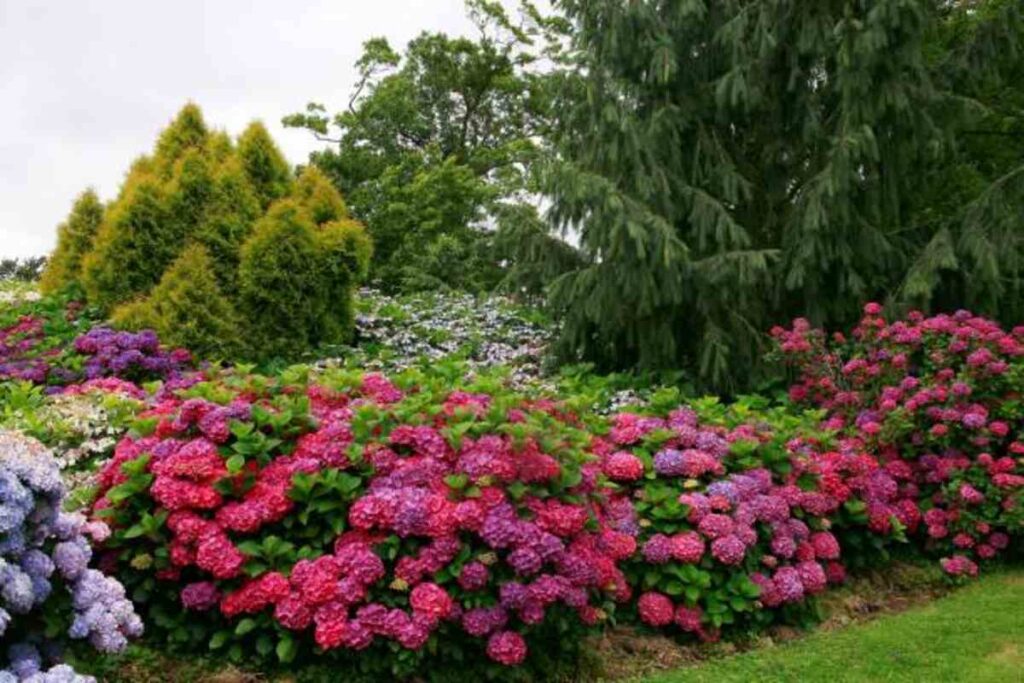 leonardslee gardens