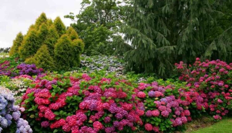 leonardslee gardens