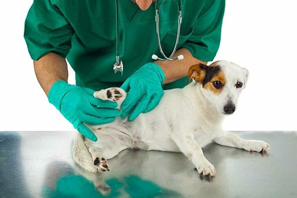 Puppy Care Tips