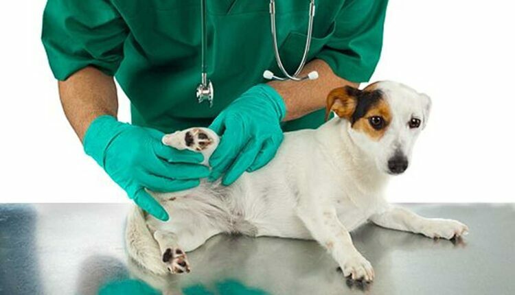 Puppy Care Tips