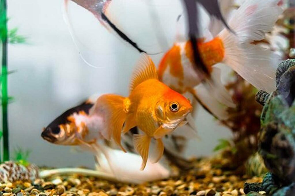 Perfect Aquarium Decorations