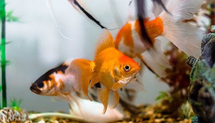 Perfect Aquarium Decorations