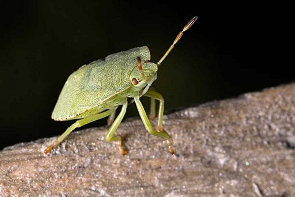 How To Kill Stink Bugs