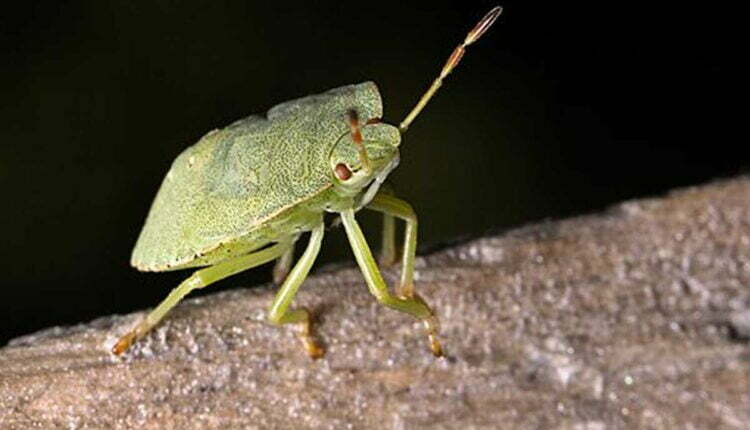 How To Kill Stink Bugs
