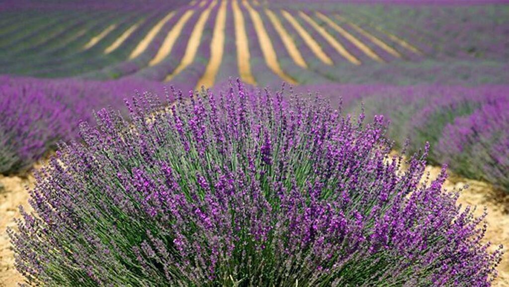 How To Grow Landscaping Plants
