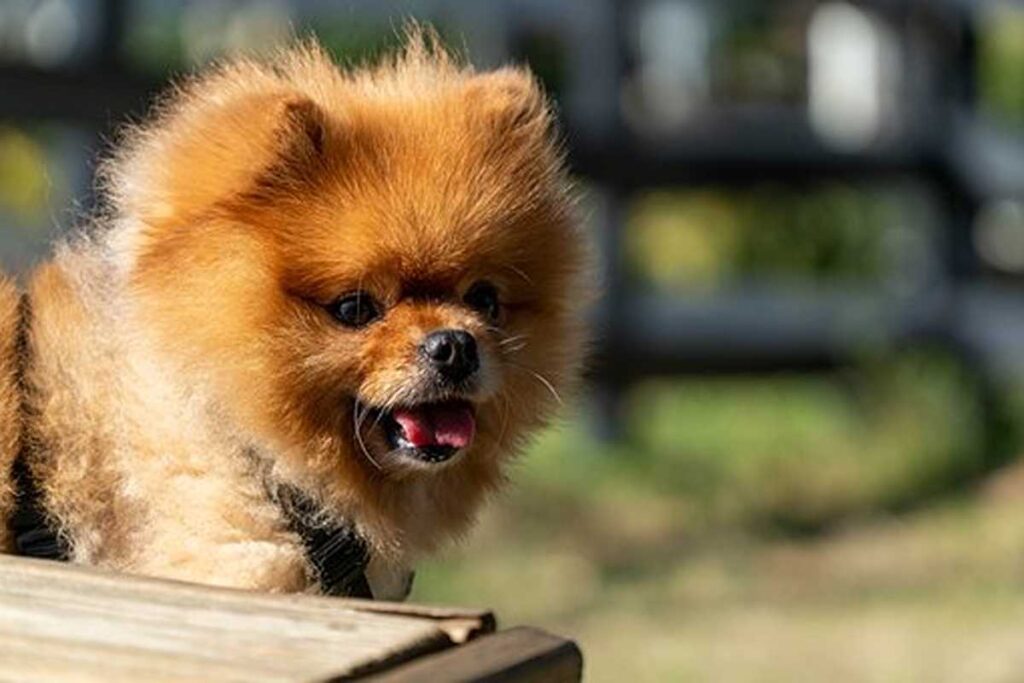 How to Keep Your Dog Healthy