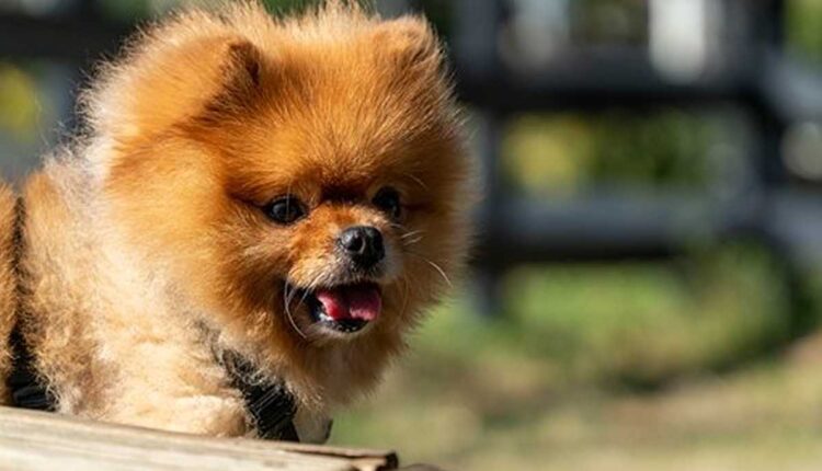 How to Keep Your Dog Healthy