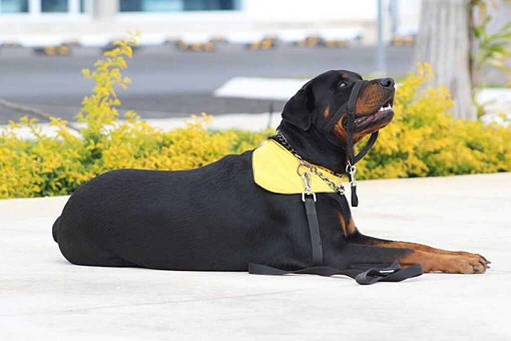 How to Treat Aggressive Dog Behavior