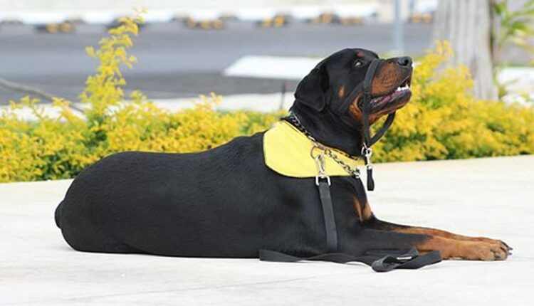How to Treat Aggressive Dog Behavior