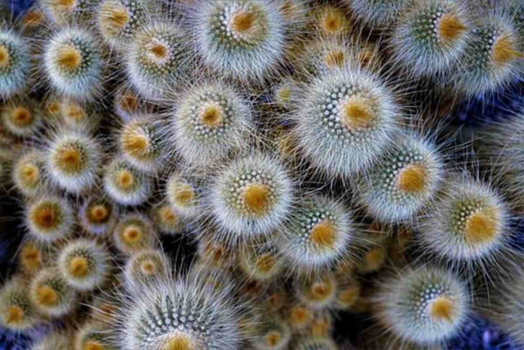 buy peyote