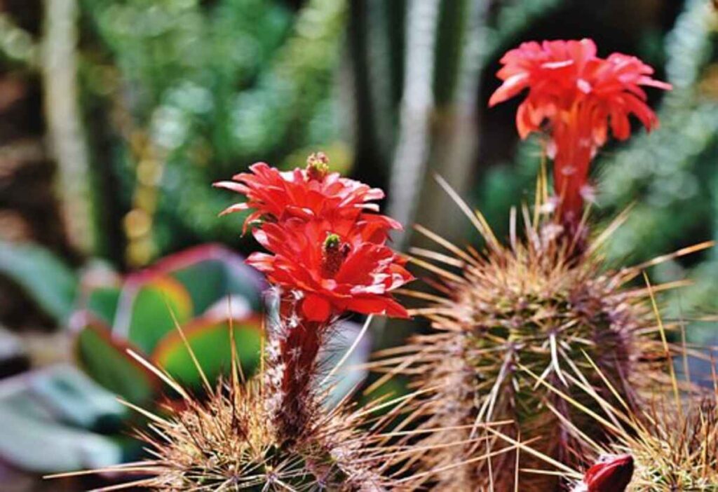 peyote cactus for sale