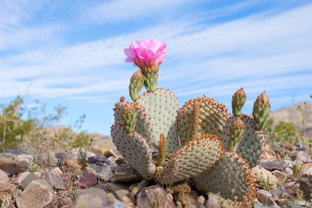peyote for sale