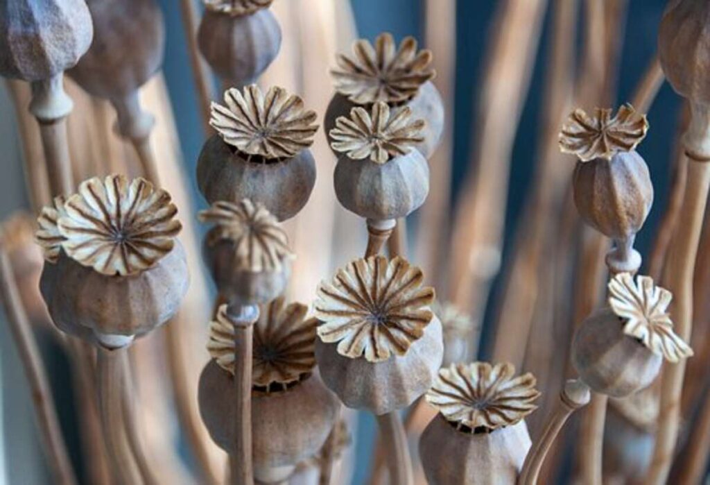 poppy pods for sale
