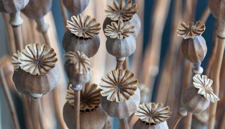 poppy pods for sale