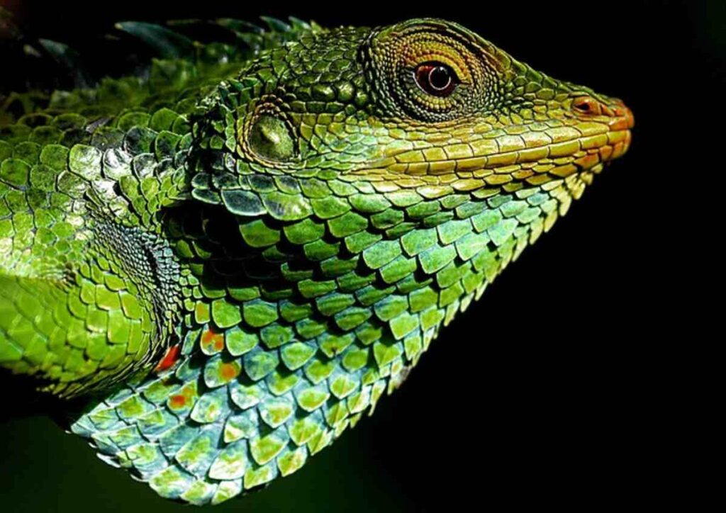 chameleon for sale