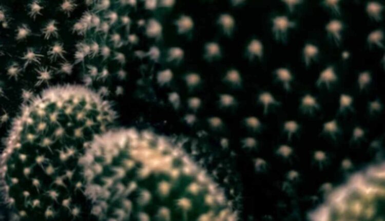 peyote cactus for sale