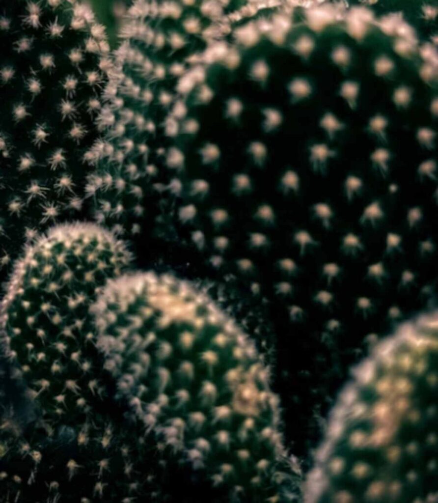 peyote cactus for sale