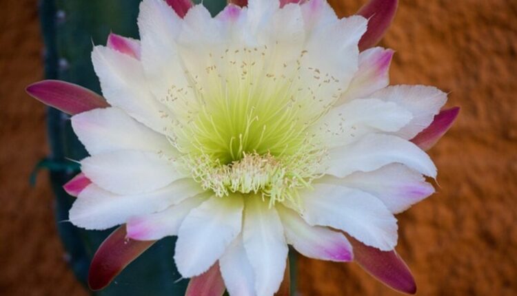 peyote for sale