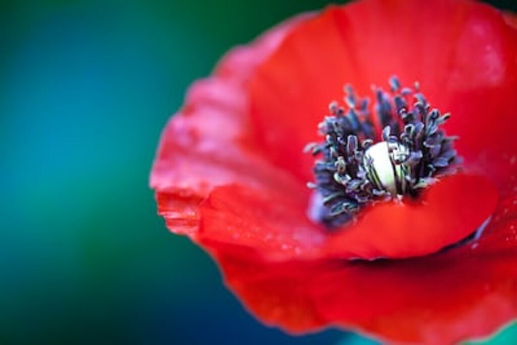poppy pods for sale
