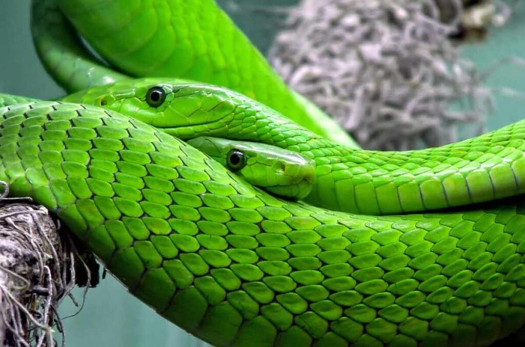 reptiles for sale
