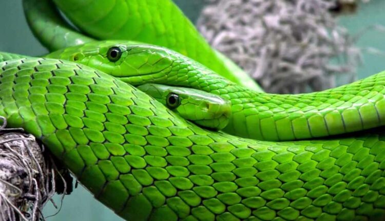 reptiles for sale