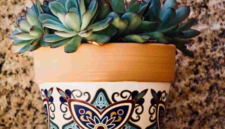 san pedro cactus for sale