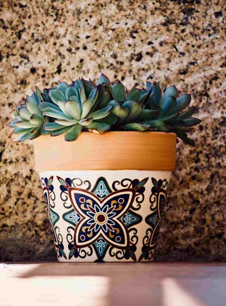 san pedro cactus for sale