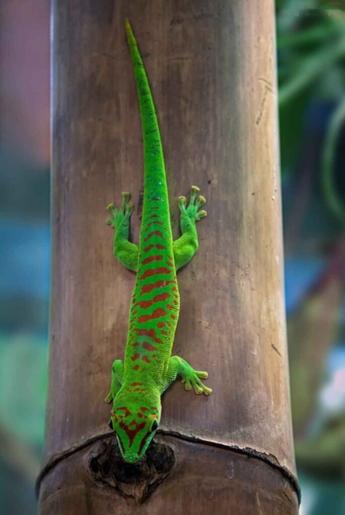 satanic leaf tailed gecko for sale