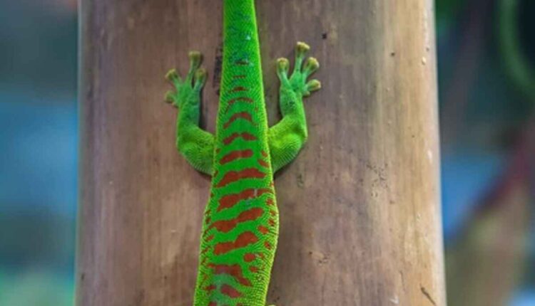 satanic leaf tailed gecko for sale