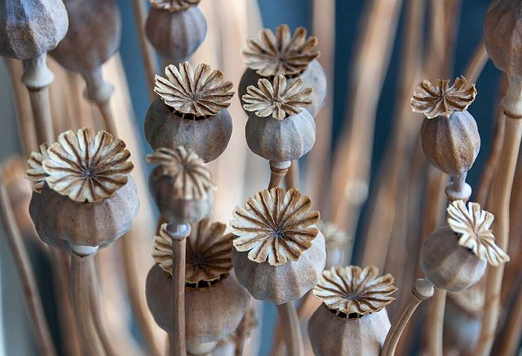 Dry poppy pods