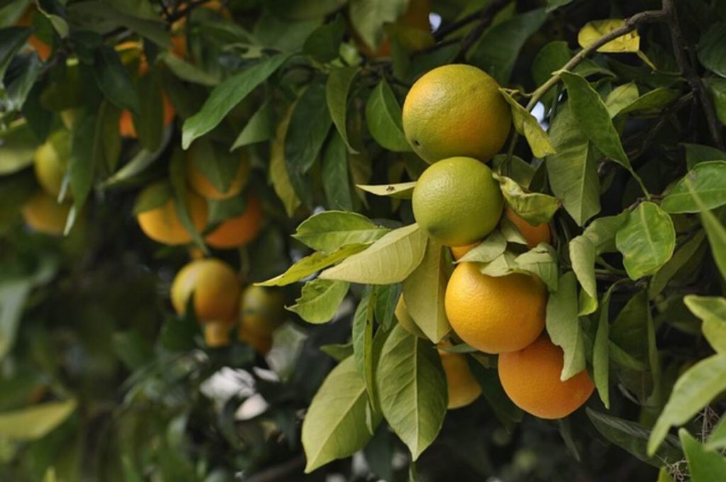 Orange Plant