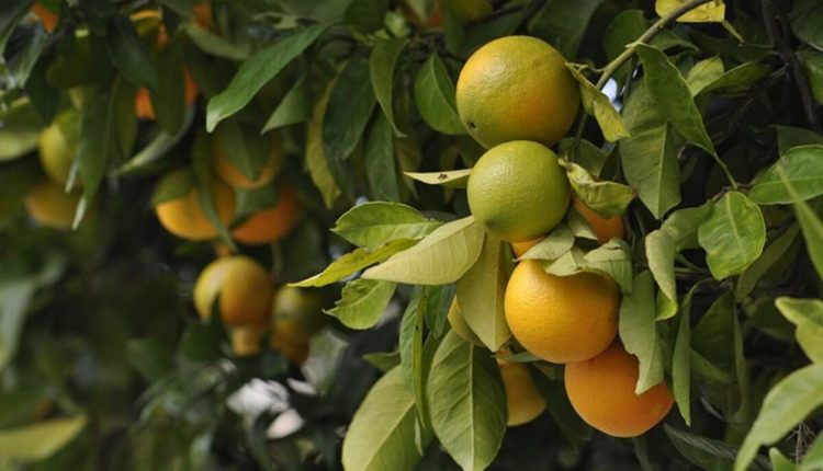 Orange Plant